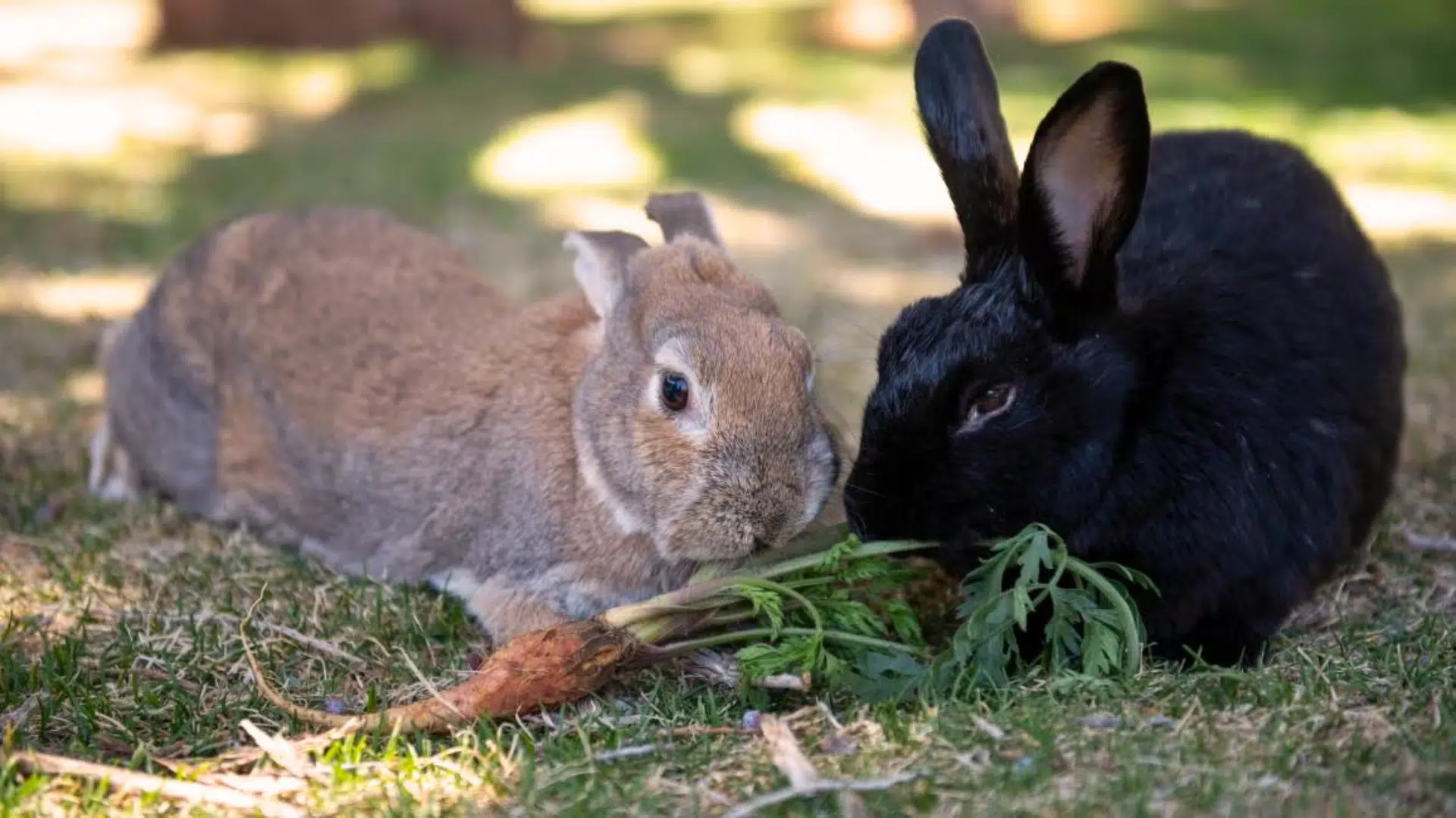 bunny vs rabbit (1)