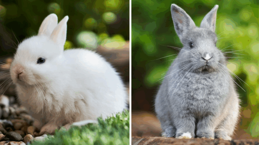 Bunny vs Rabbit: What’s the REAL Difference?