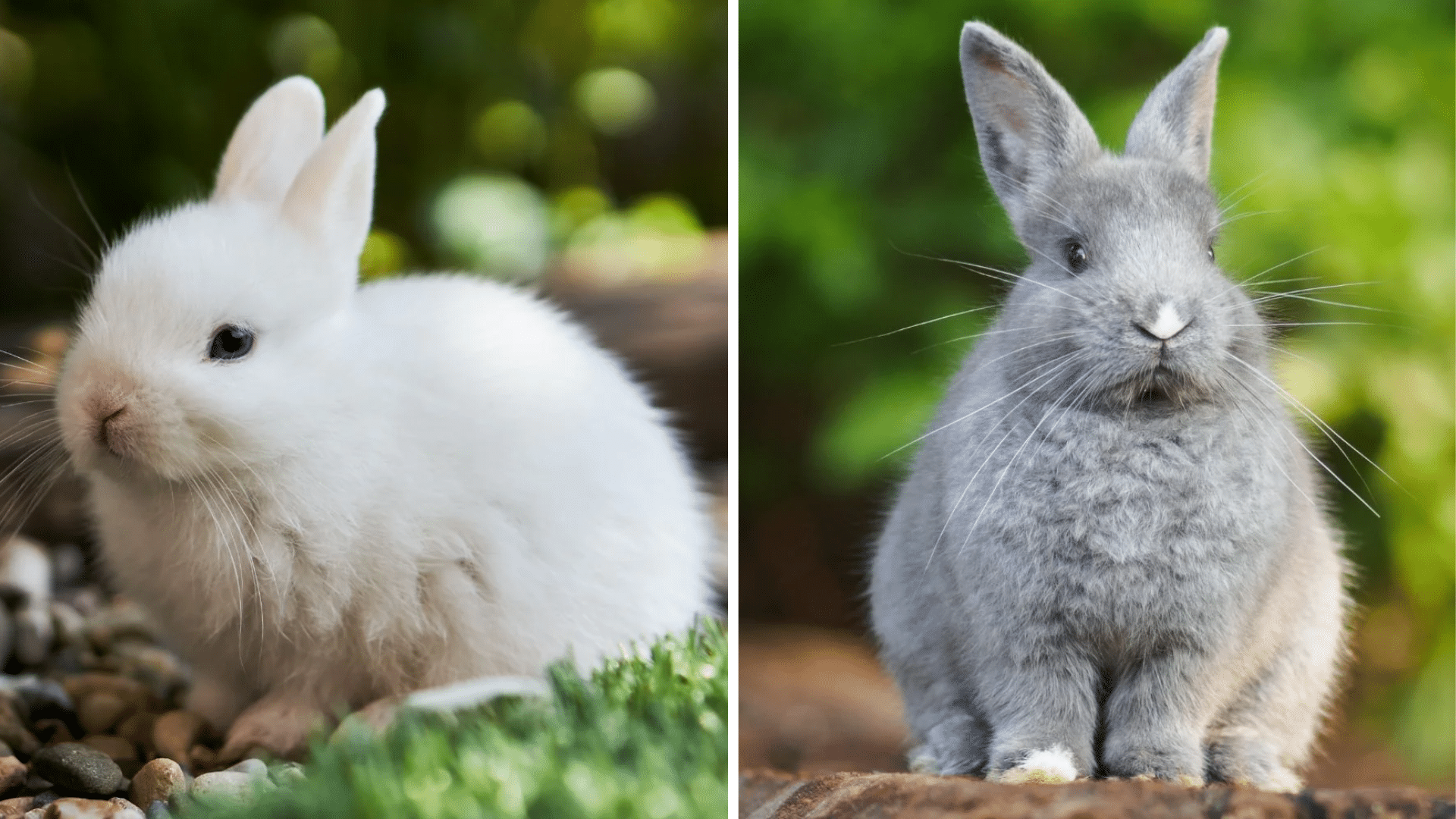 Bunny vs Rabbit: What’s the REAL Difference?