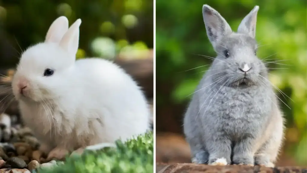 Side by side image of white baby rabbit on grass and gray rabbit sitting upright outdoors with green blurred background