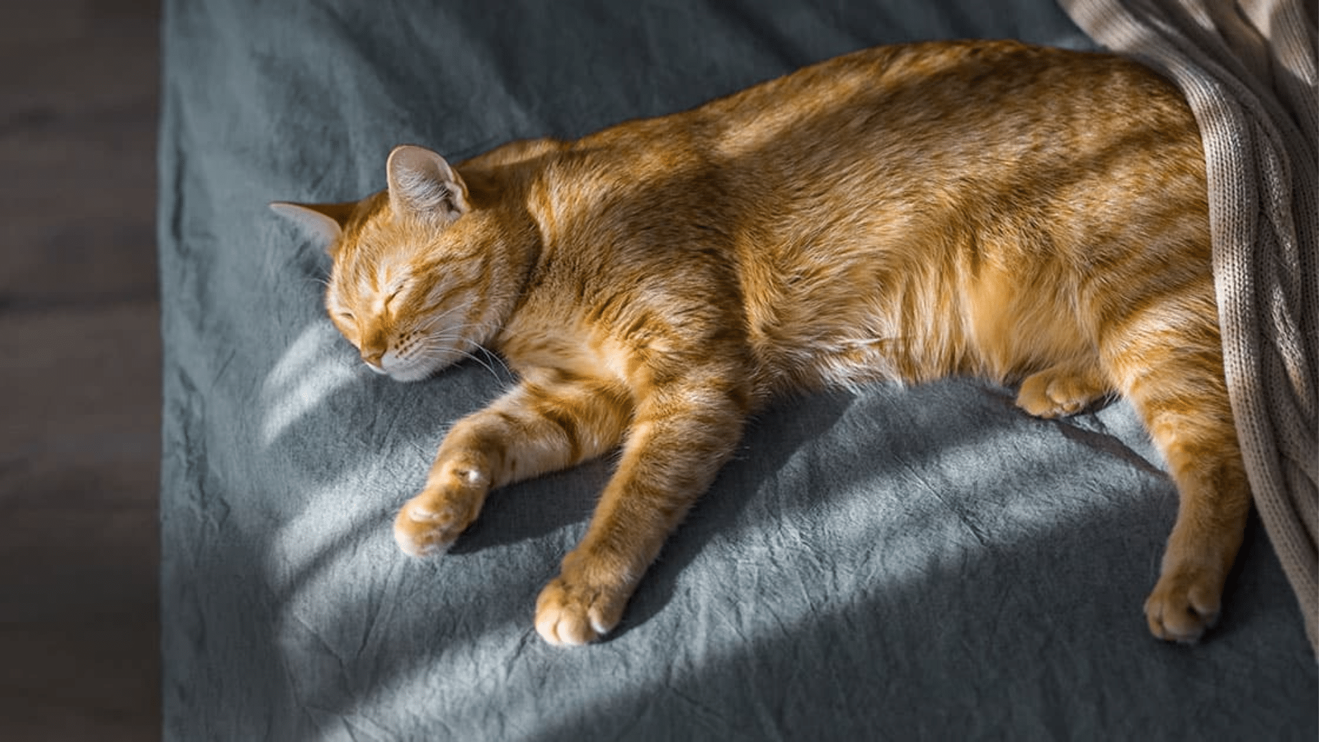 Can You Spay a Cat While She’s in Heat?