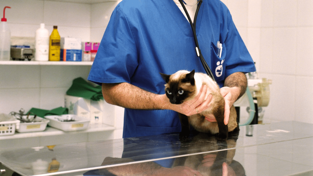 Can You Spay a Cat in Heat: Timing, Risks, & Advice