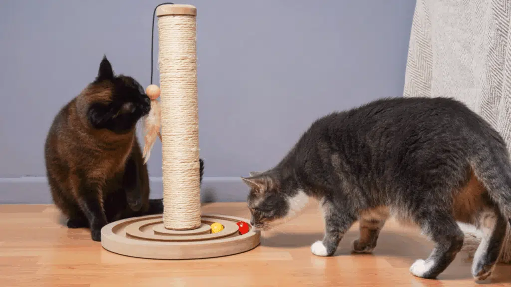 cat enrichment activities featured image