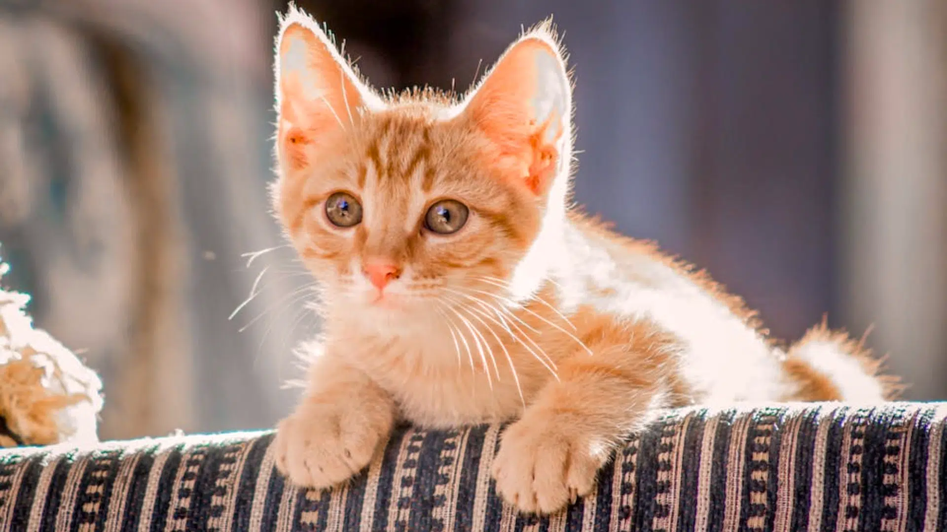 Budgeting for Your Cat’s Basic Needs