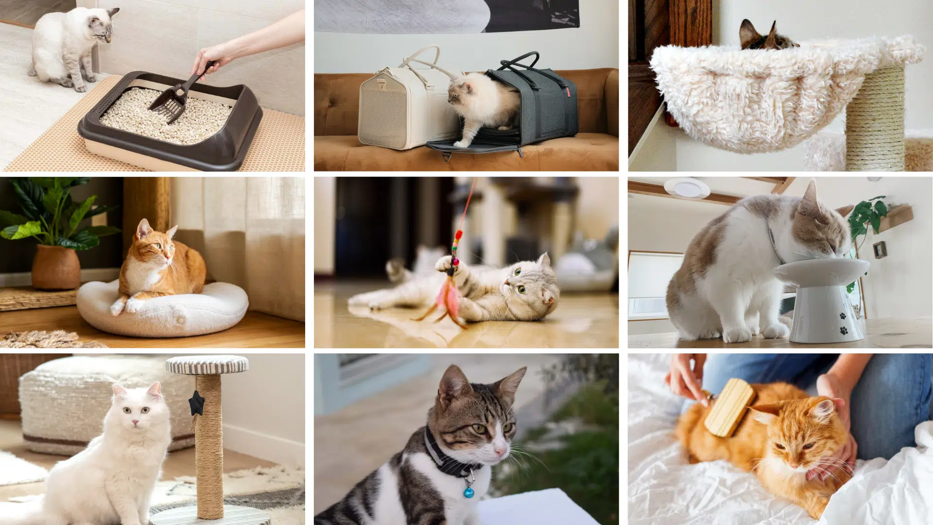 cat essentials