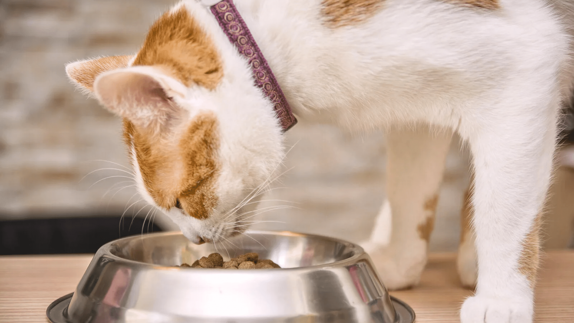 cat feeding schedule