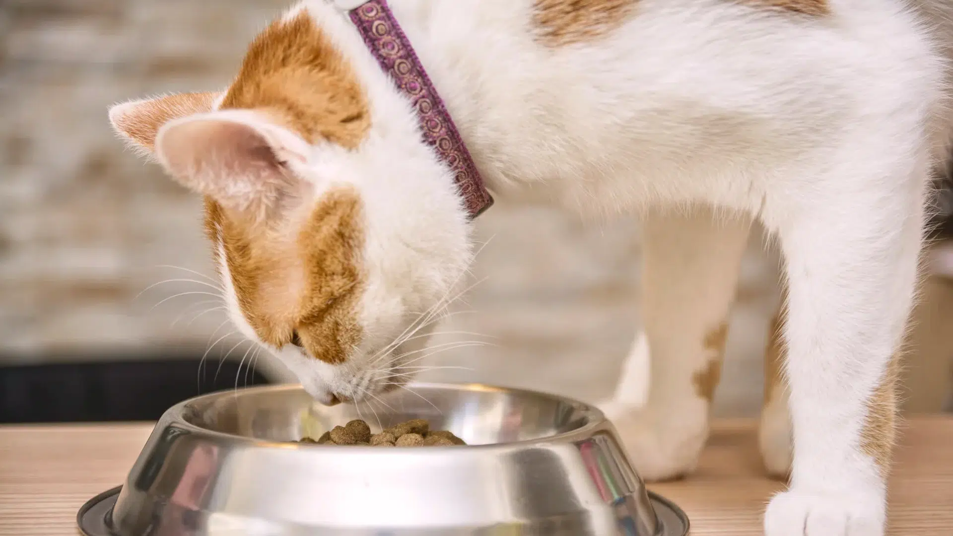 cat feeding schedule