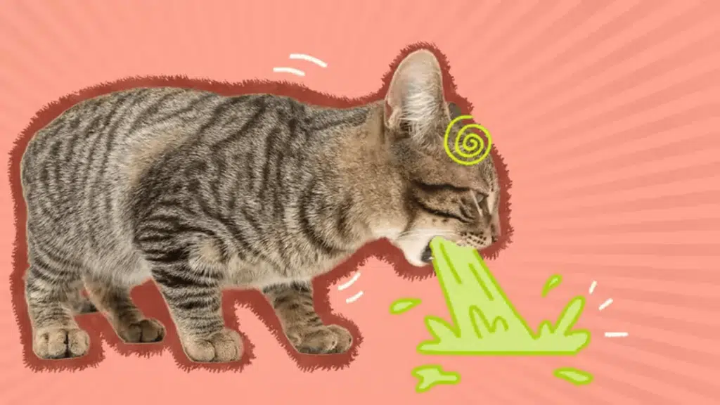 cat throwing up food featured image