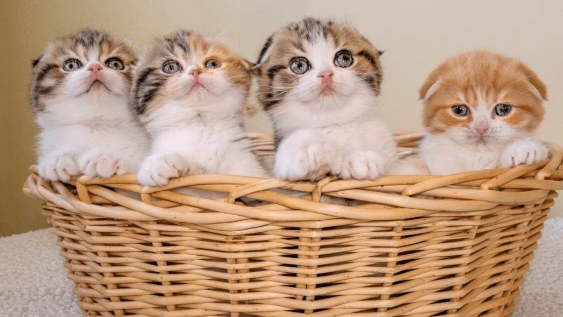 Cat Essentials Every Owner Needs