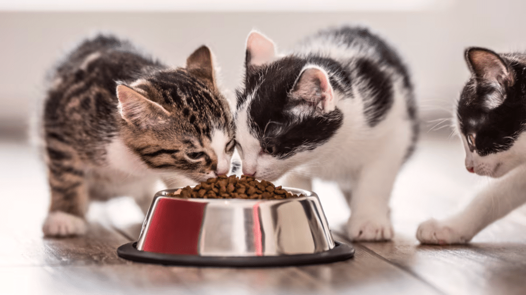 Best Cat Feeding Schedule: Morning, Evening, or Both?