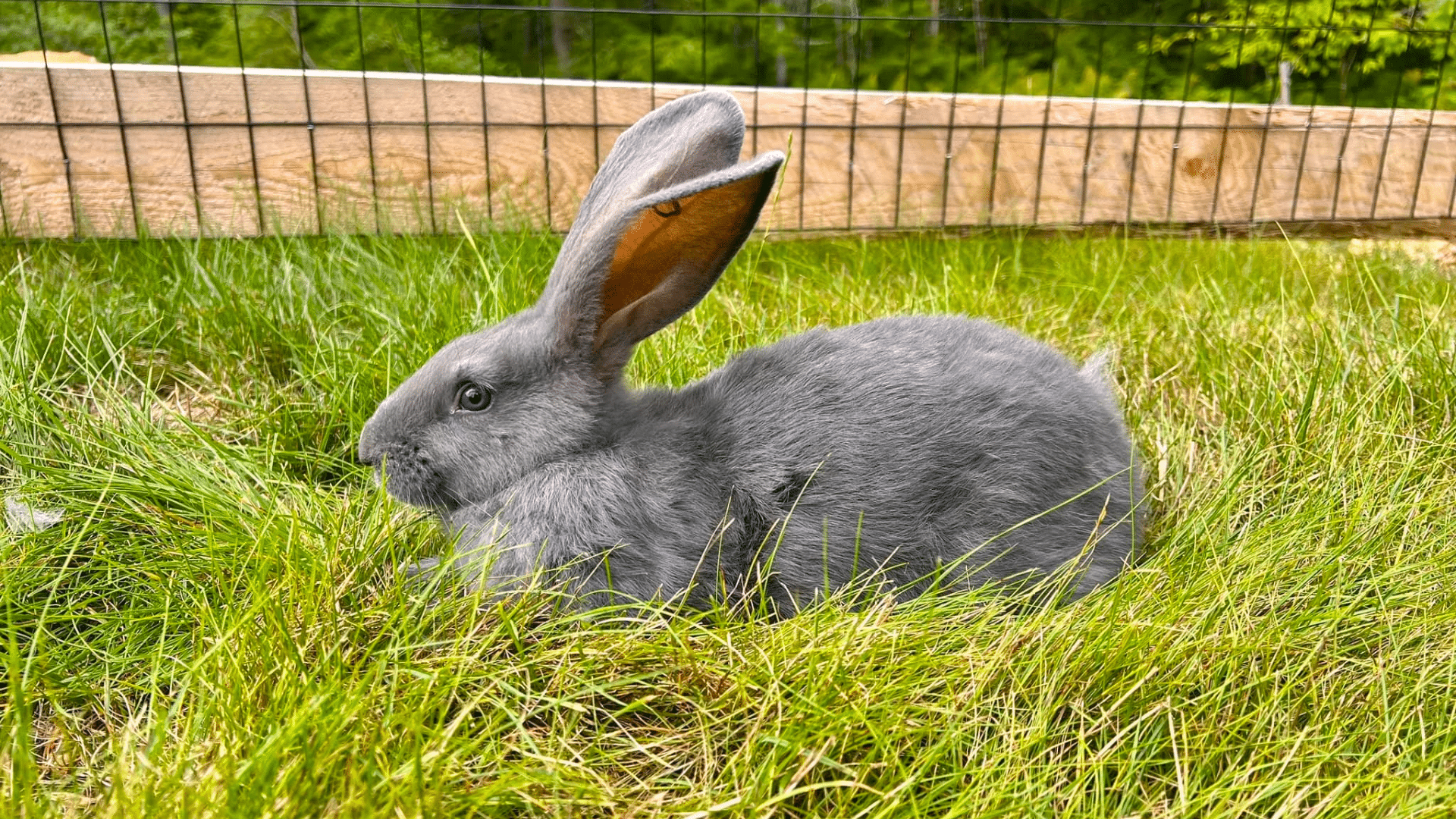 Continental Rabbit: Training and Handling