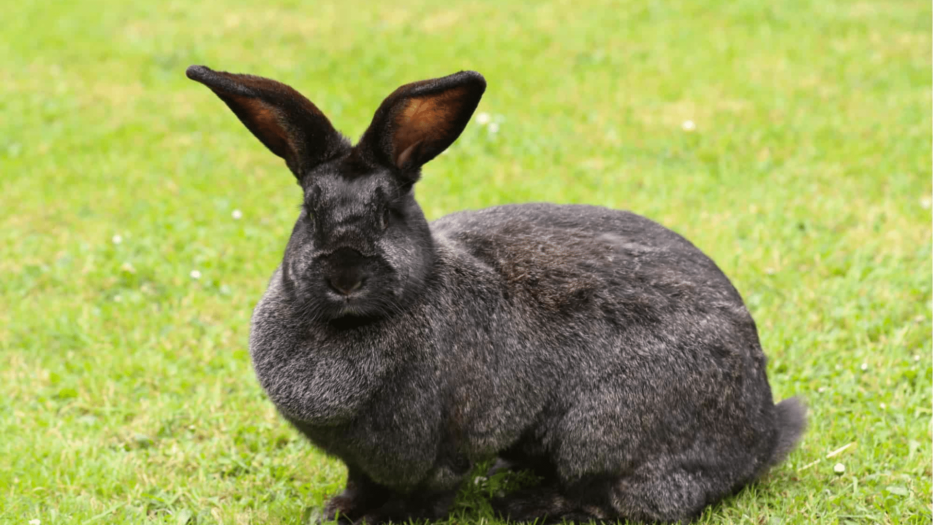 Continental Giant Rabbit: Breed, Care & Standards