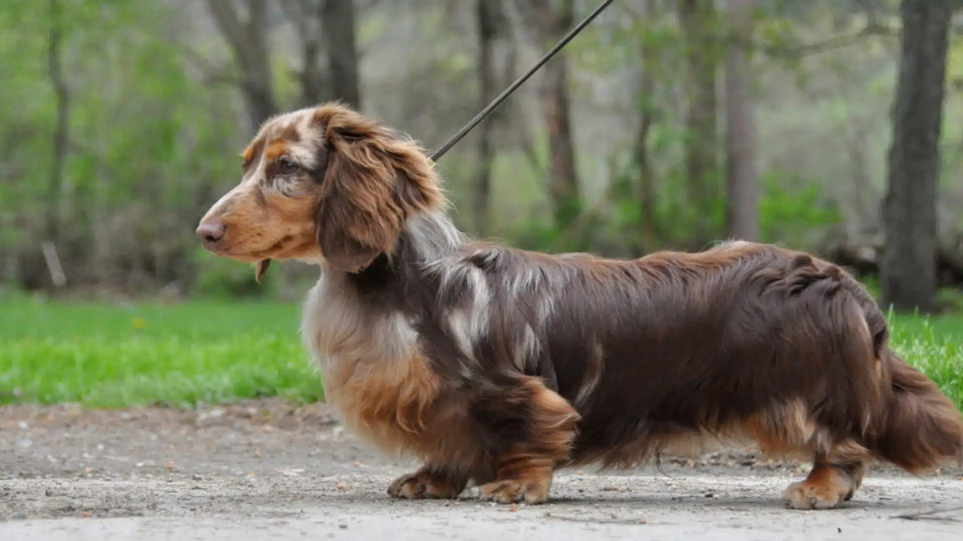 dachshund