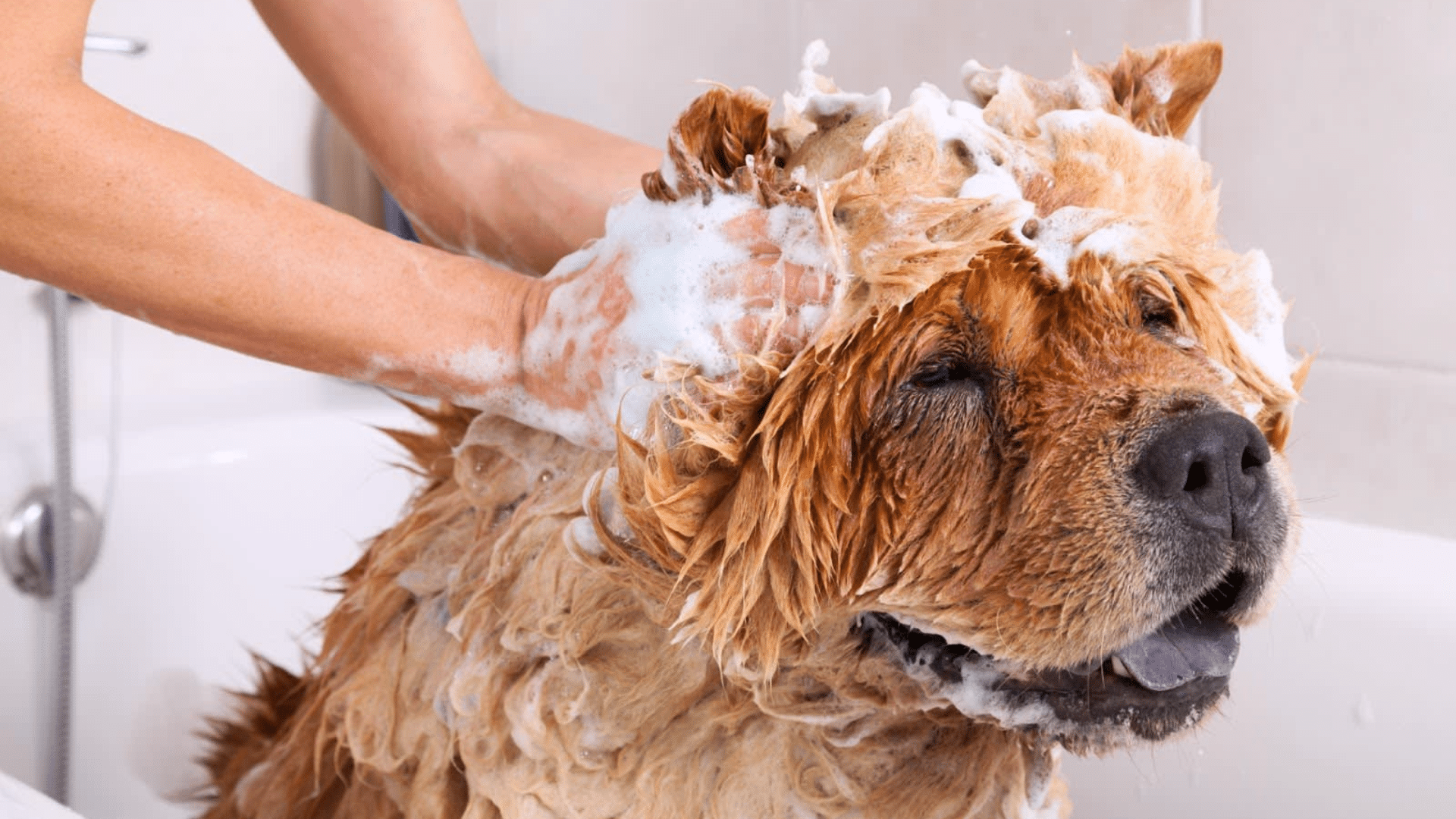 dog grooming cost