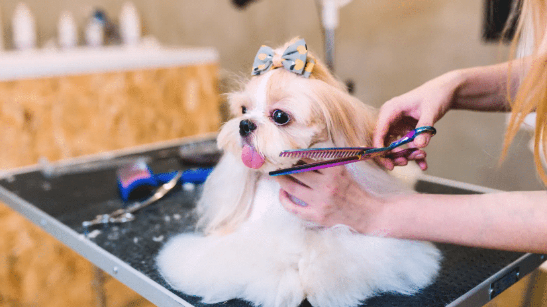 dog grooming cost
