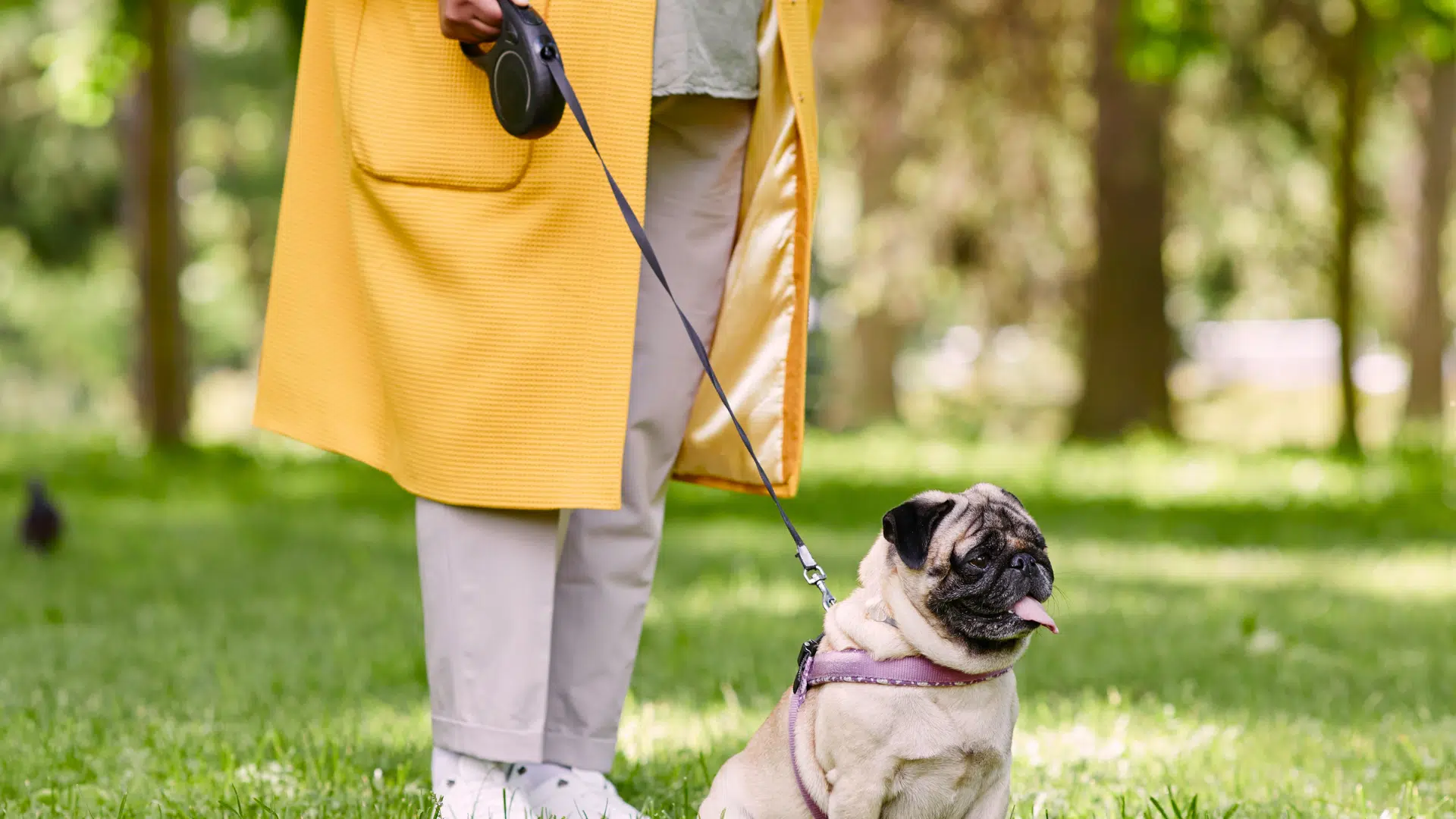 dog on a leash