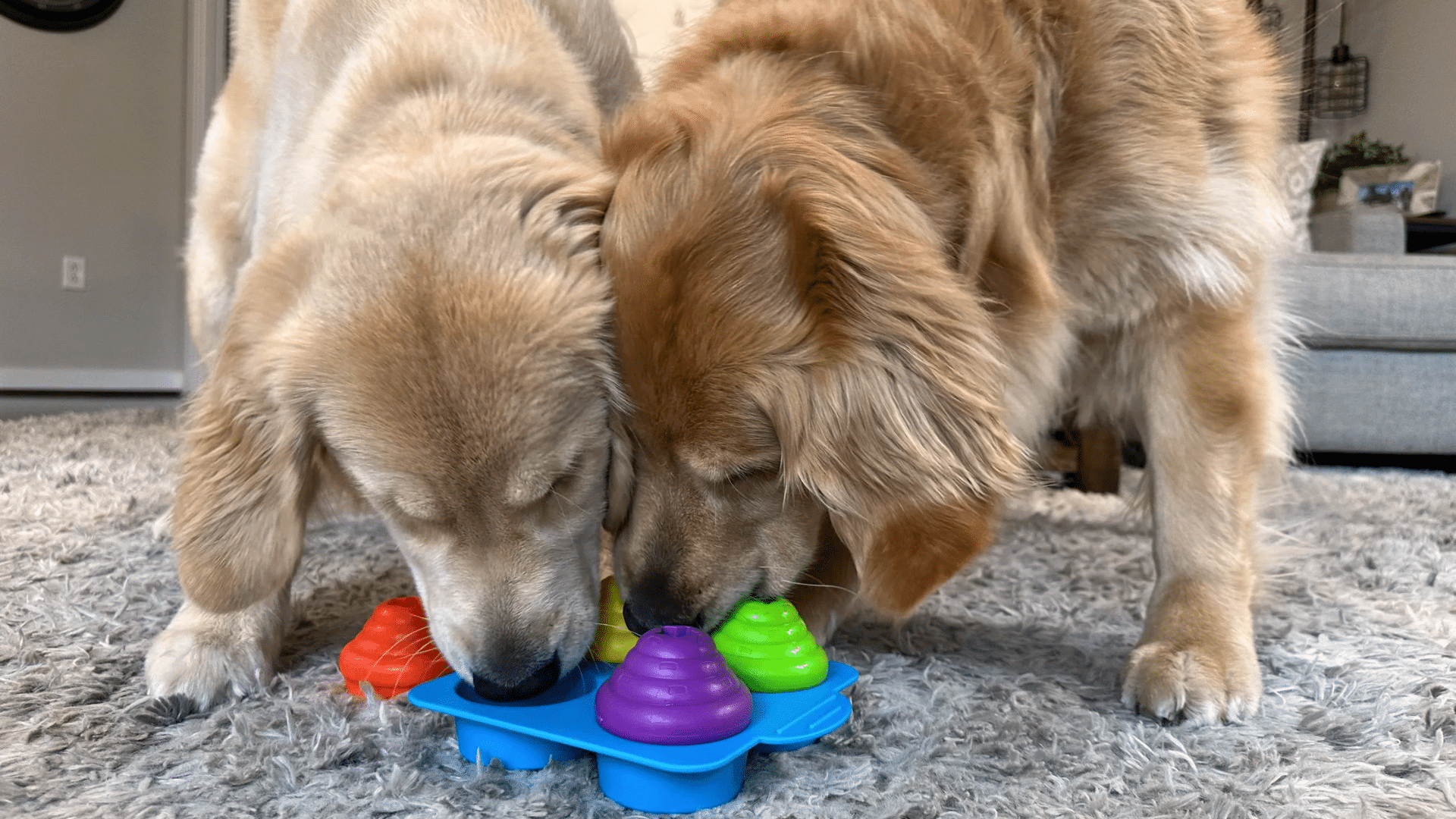 13 Dog Enrichment Activities that Actually Work
