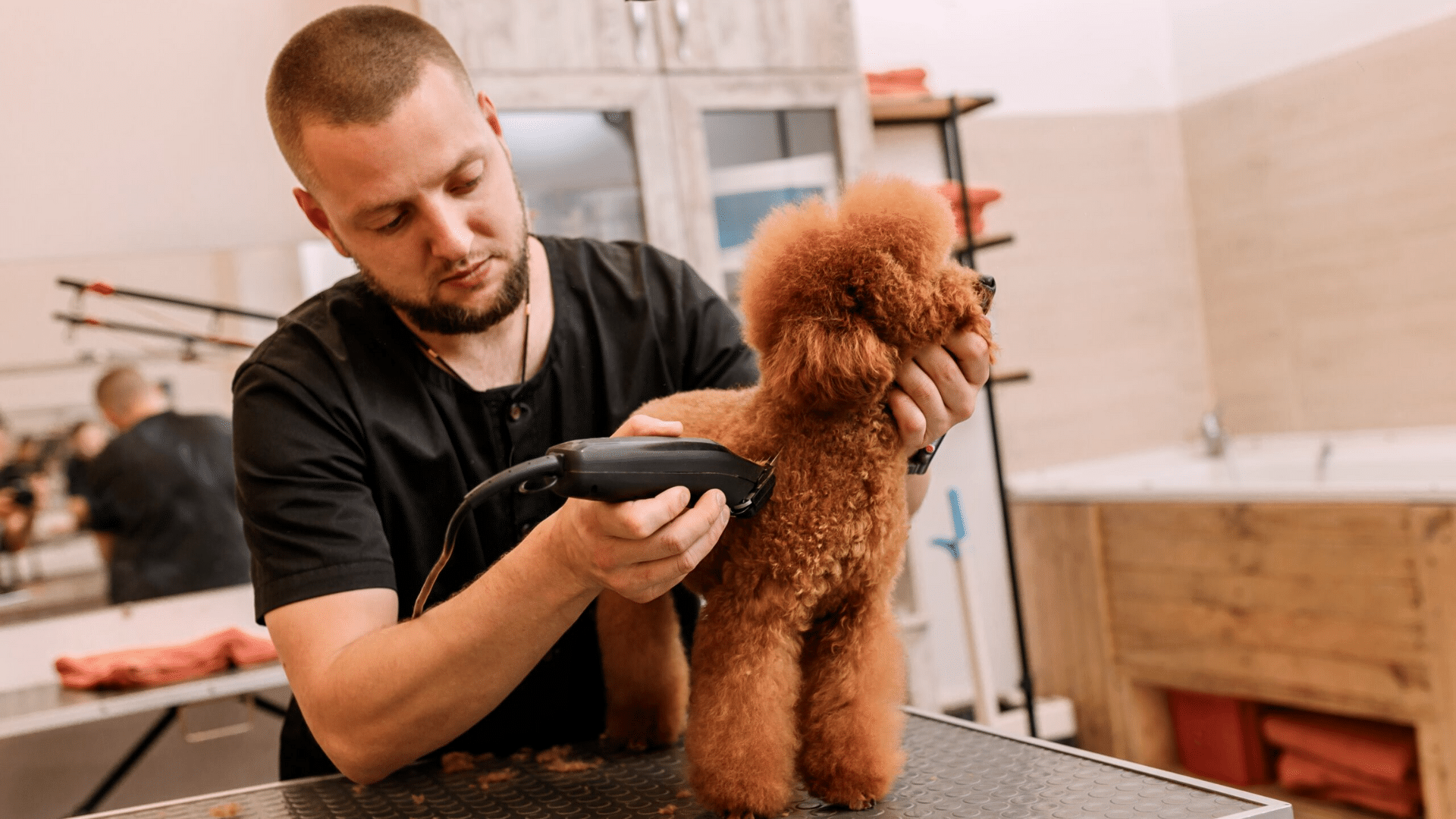 dog grooming cost featured image