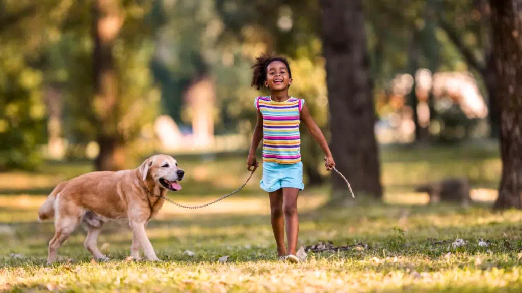 dog on a leash featured image