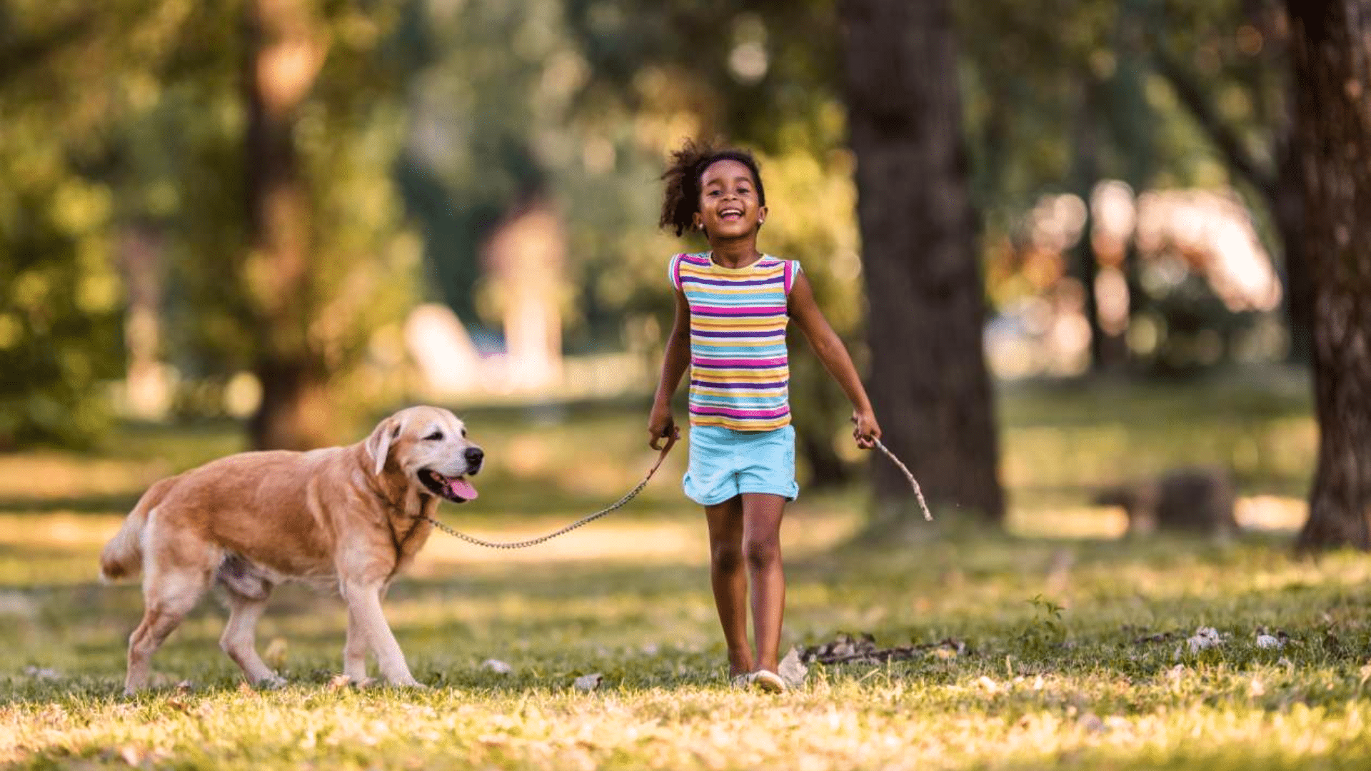 dog on a leash featured image