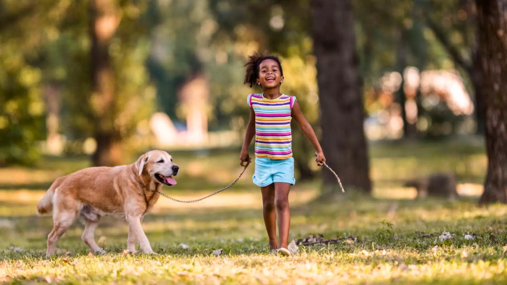 dog on a leash featured image