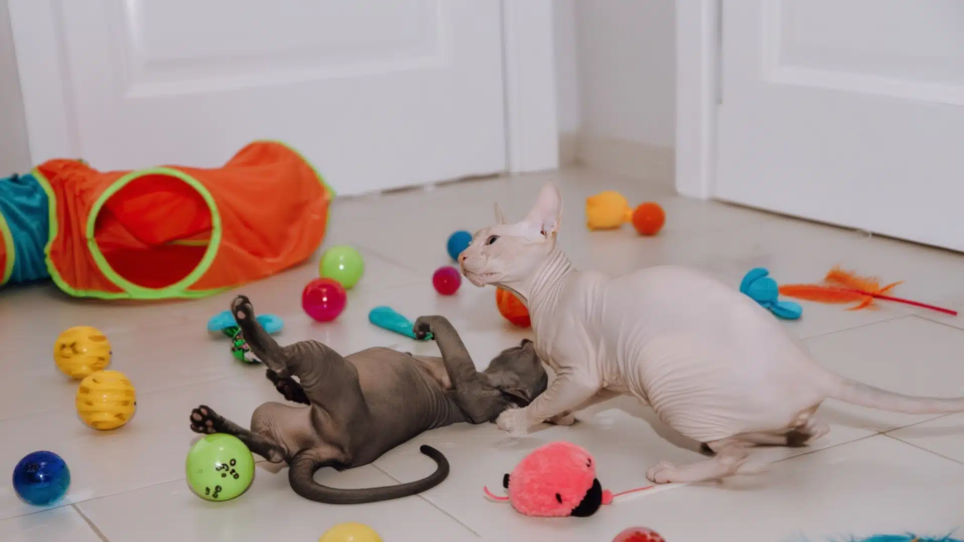 Exercise & Training Requirements for a Sphynx