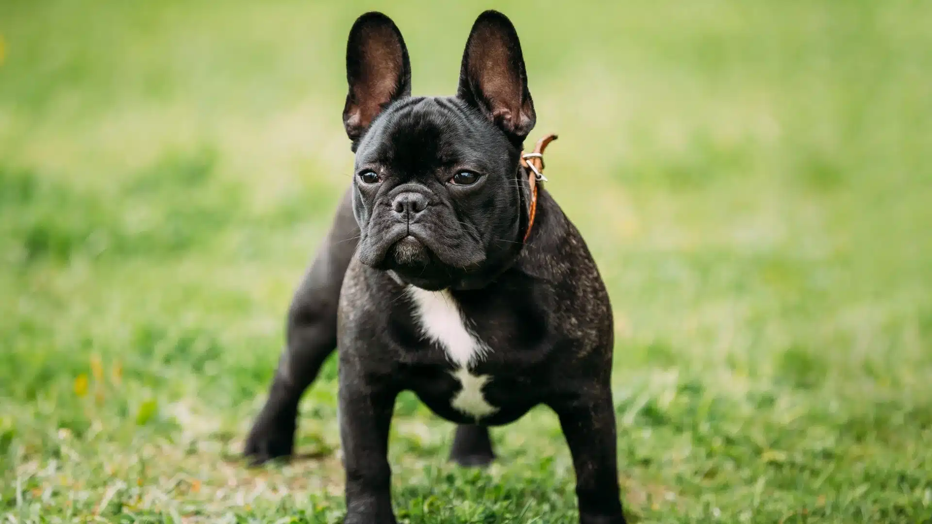 french-bulldog