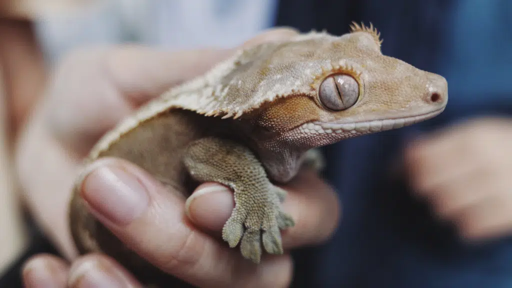 All About Geckos: Species, Traits & Surprising Facts