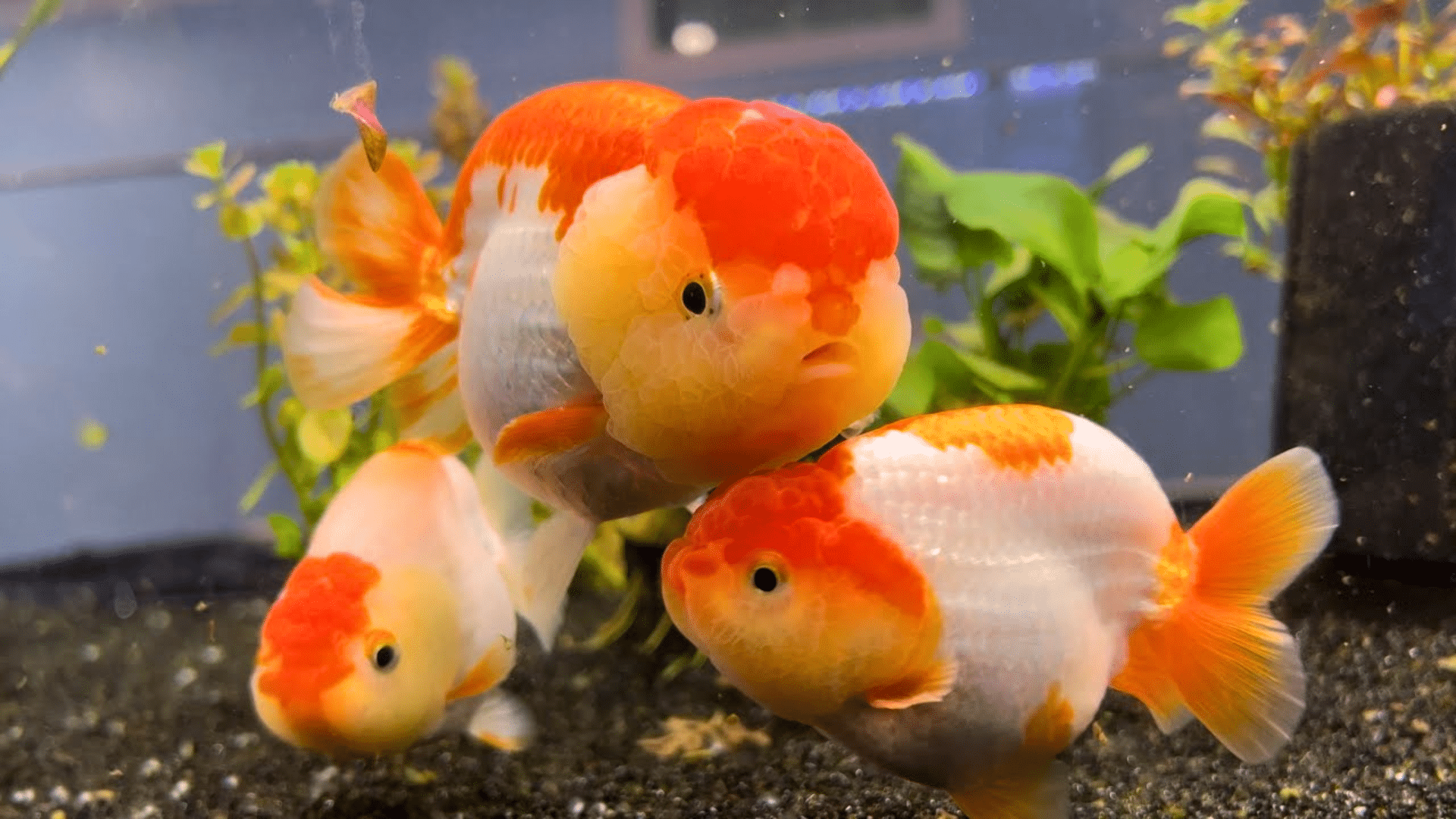 How Long Do Goldfish Live?