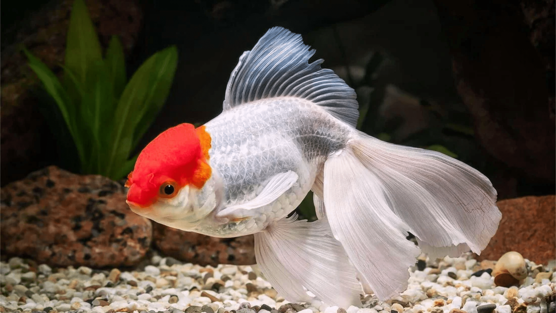 goldfish care guide