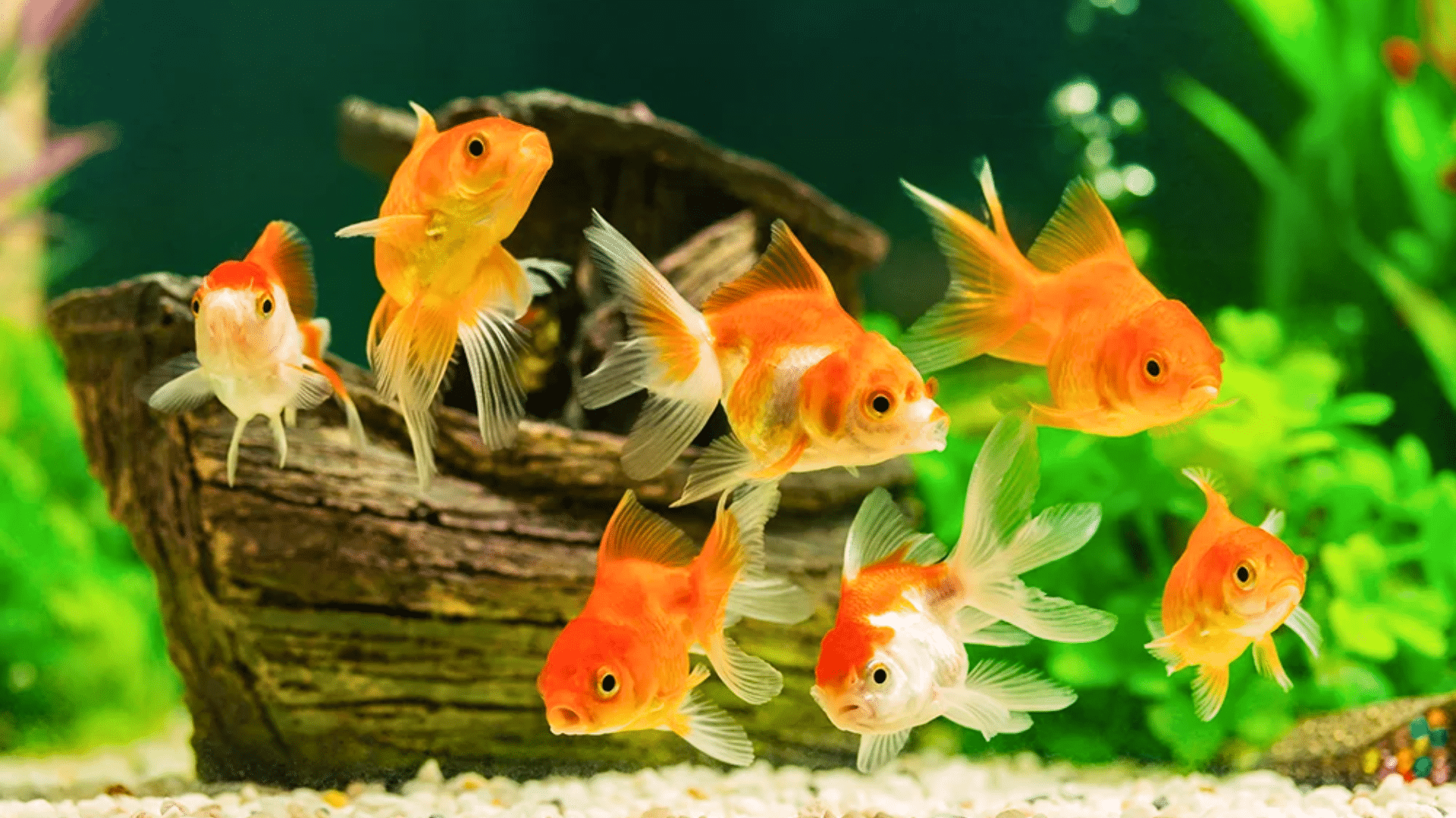 goldfish care guide featured image