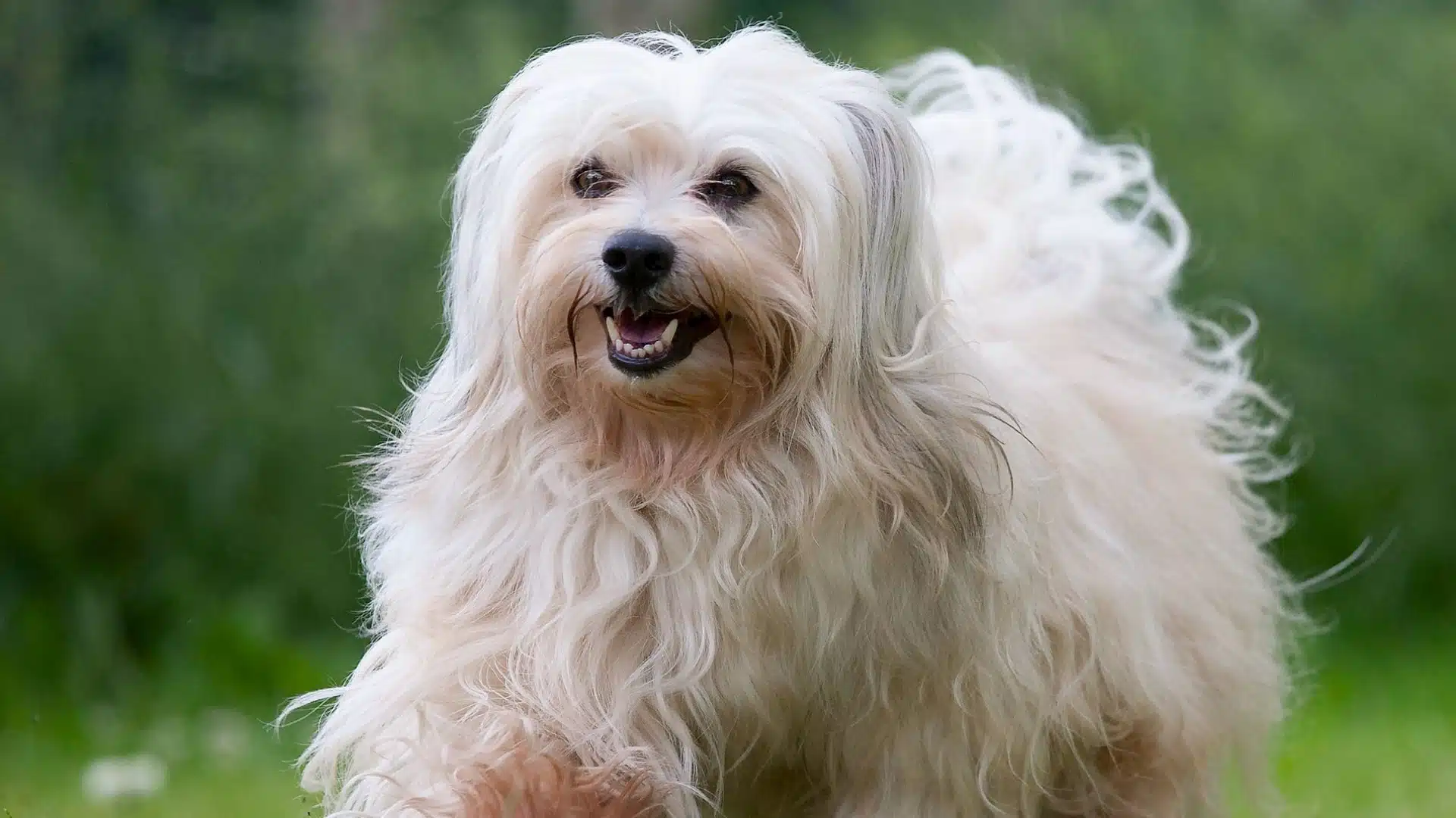 havanese