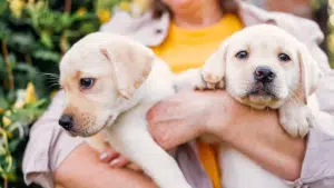 homemade flea and tick spray for dogs
