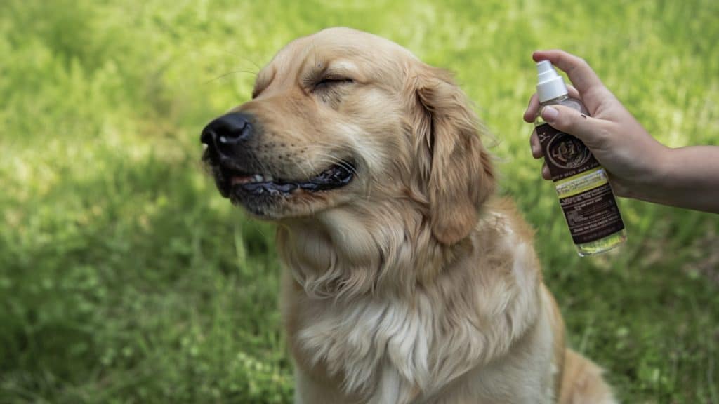 homemade-flea-and-tick-spray-for-dogs-feat-img