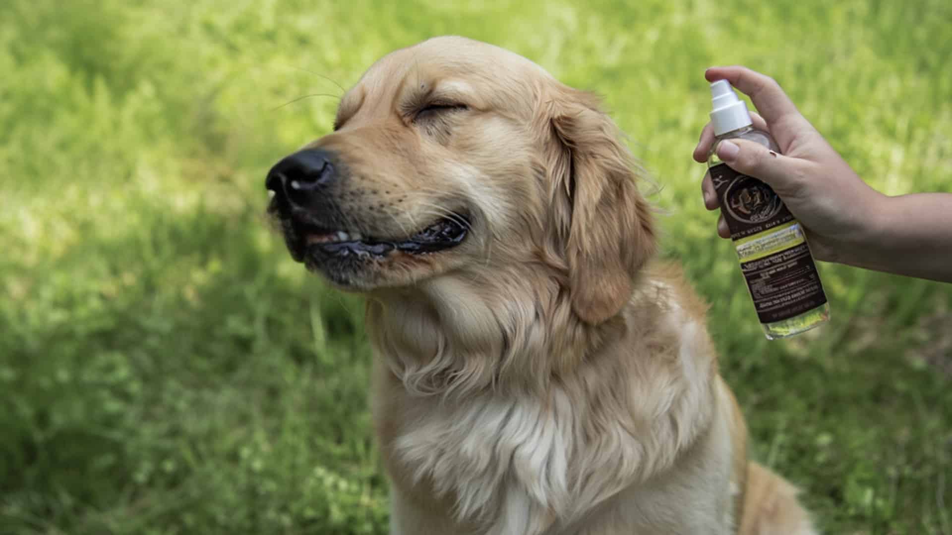 homemade-flea-and-tick-spray-for-dogs-feat-img