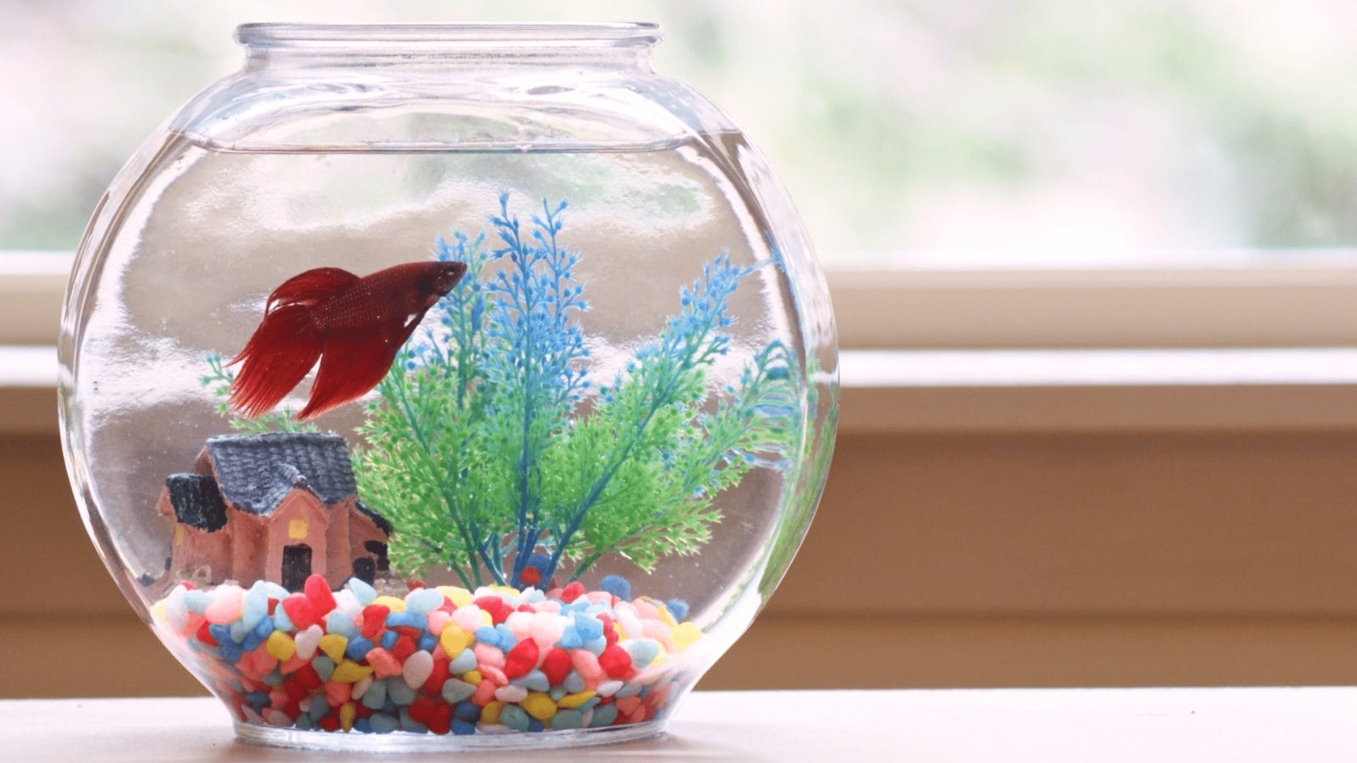 how often to feed betta fish