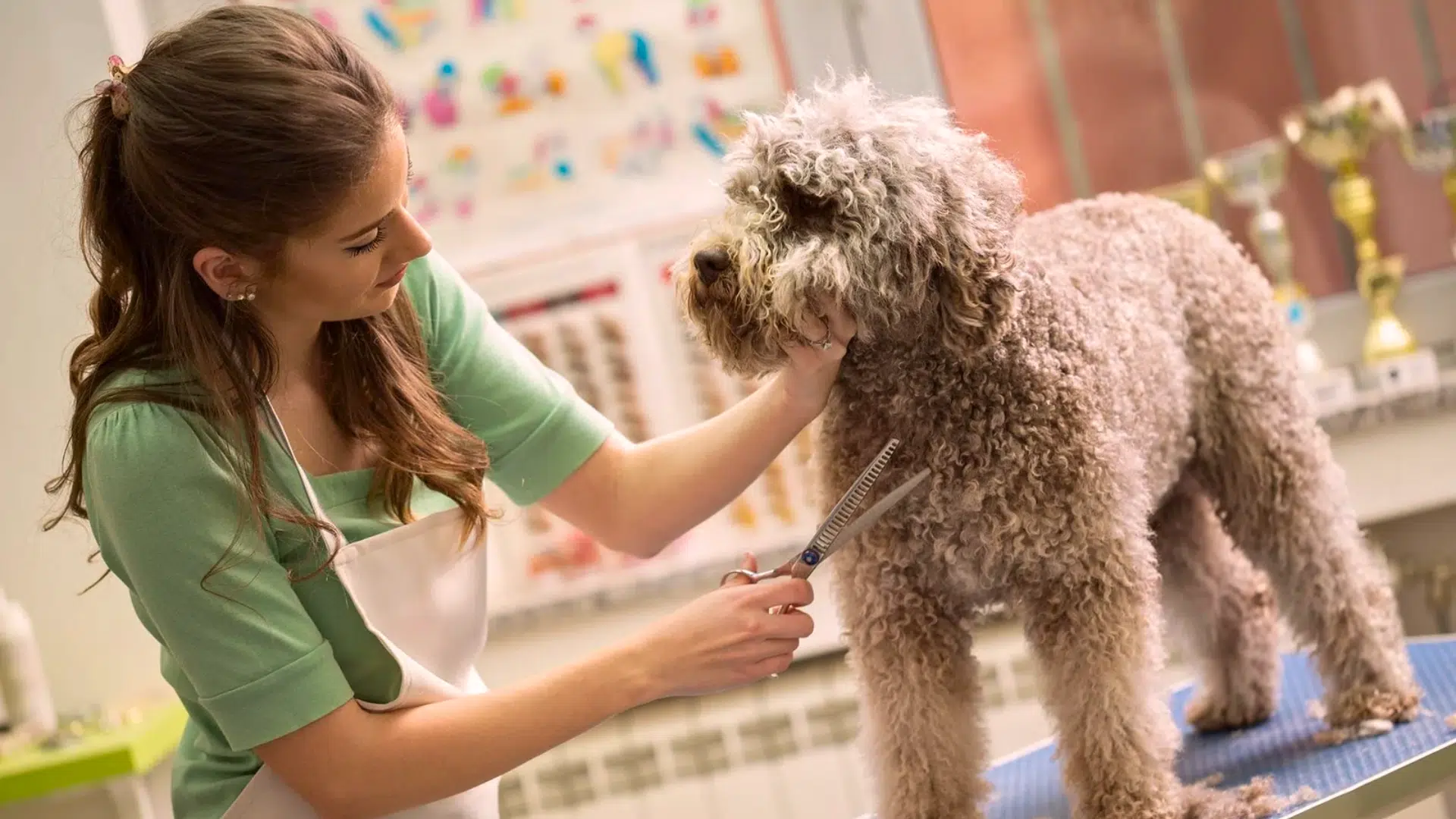Steps to Become a Dog Groomer
