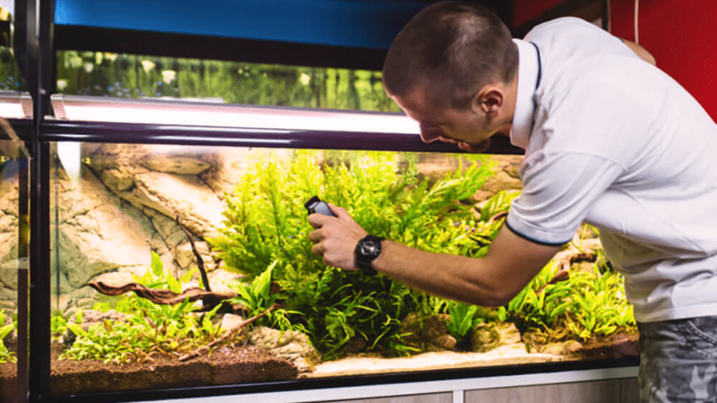 How to Prevent and Control Algae in a Fish Tank? - Gomine Official