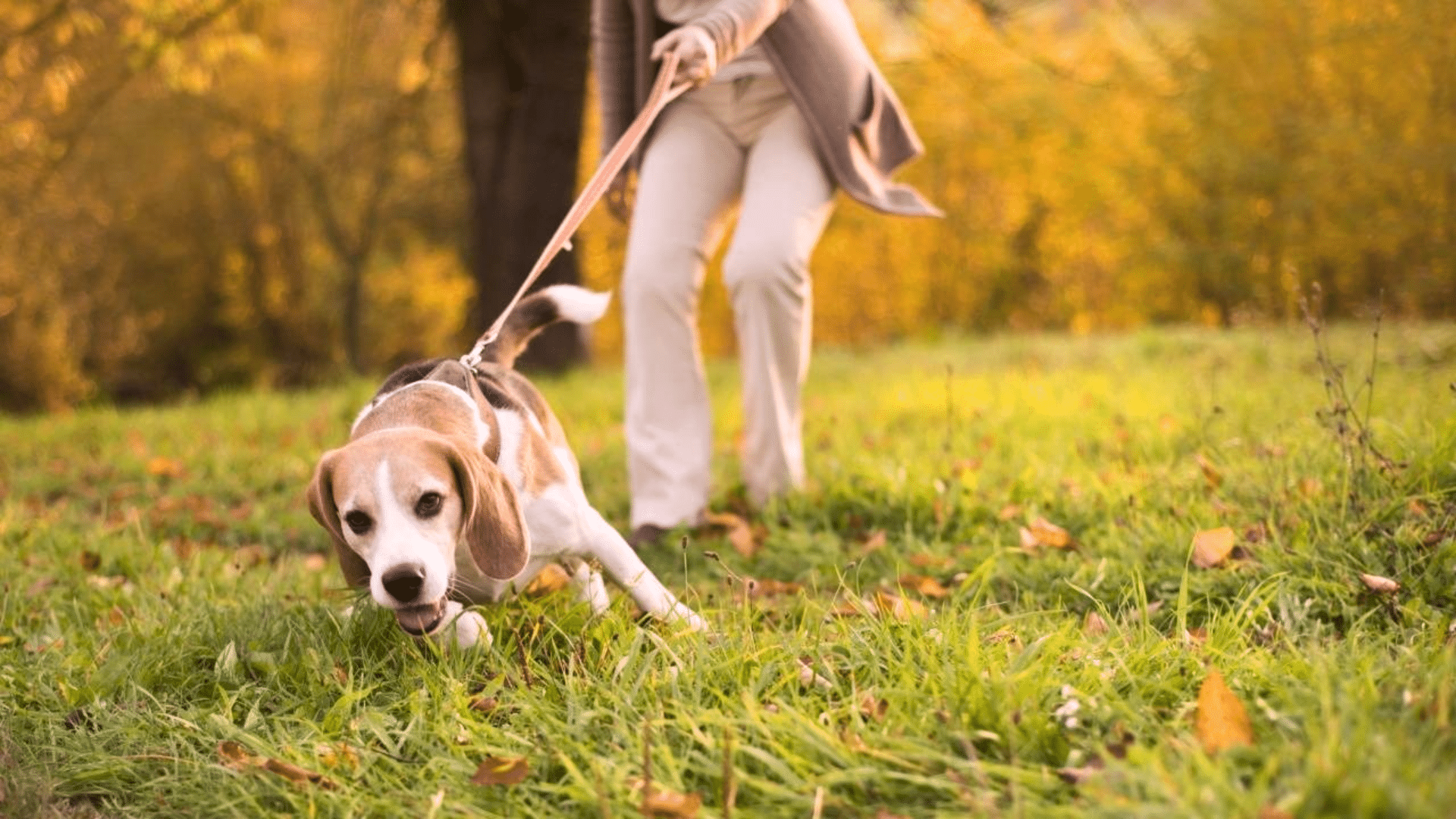 how to stop dog from pulling on leash