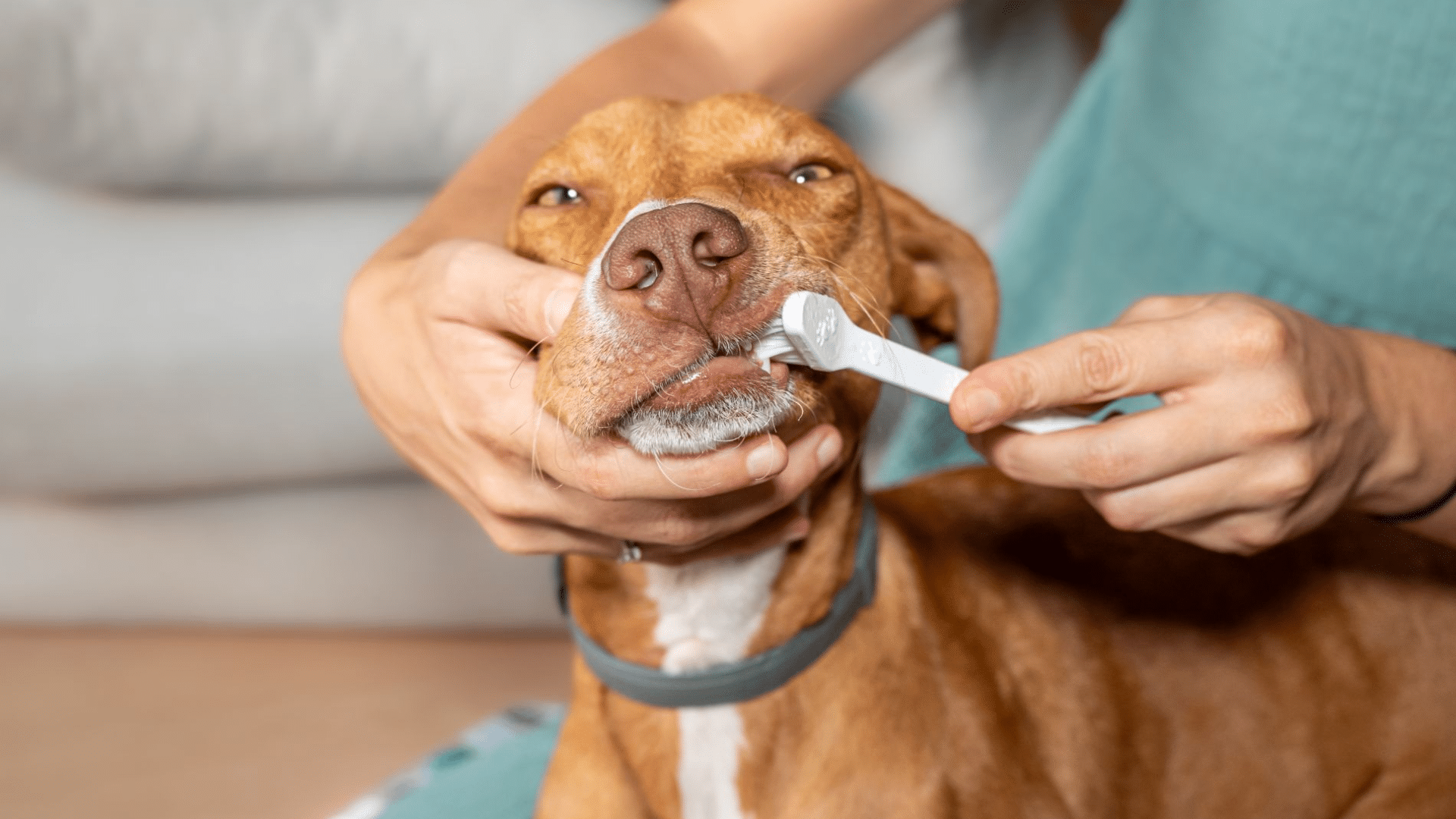 How Often Should You Brush Your Dog’s Teeth?