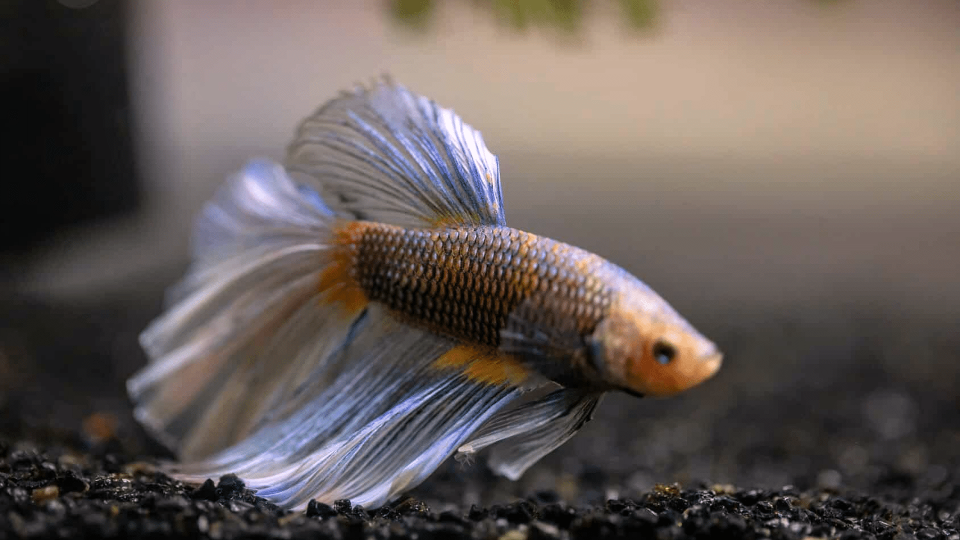 how often to feed betta fish featured image