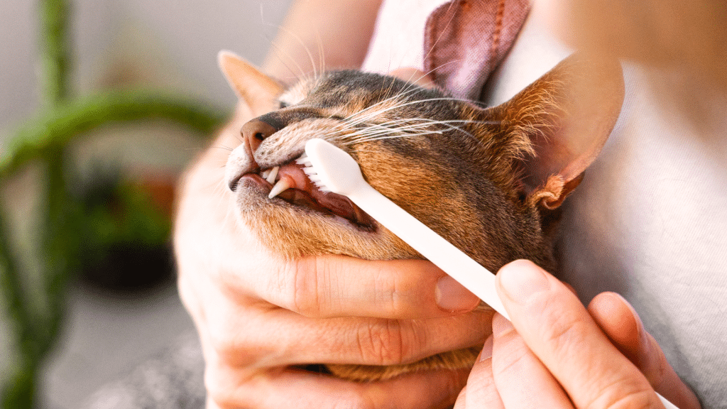 How to Brush Cats Teeth: Safe & Easy Step-by-Step Guide