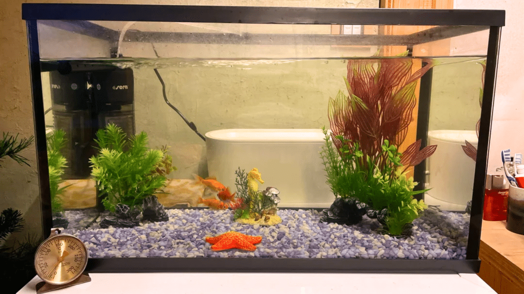 How to Clean a Fish Tank the Right Way in Easy Steps?