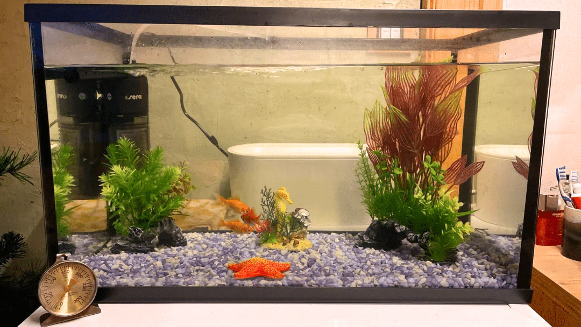 How to Clean a Fish Tank the Right Way in Easy Steps?