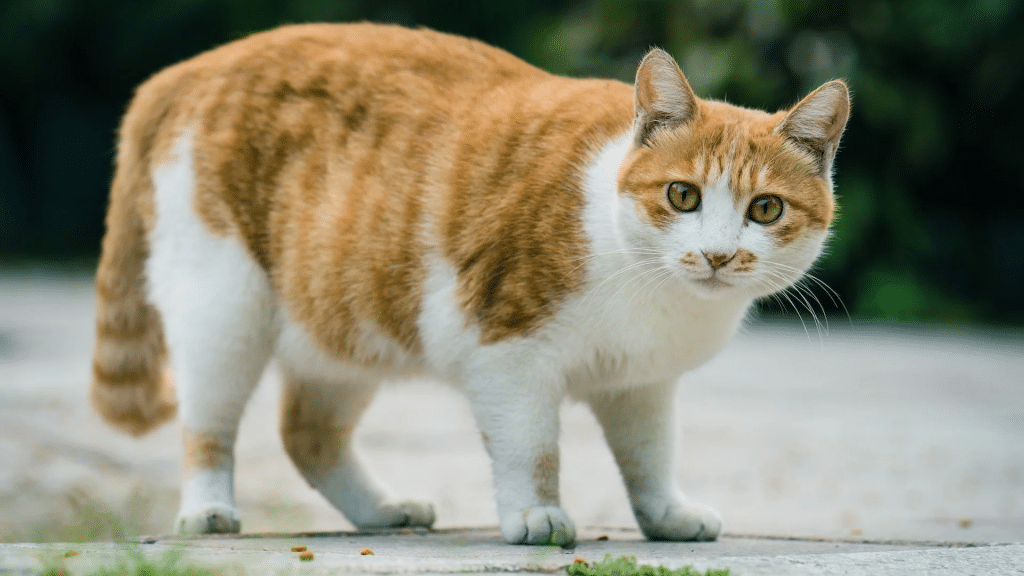 How to Help Your Cat Lose Weight the Healthy Way?