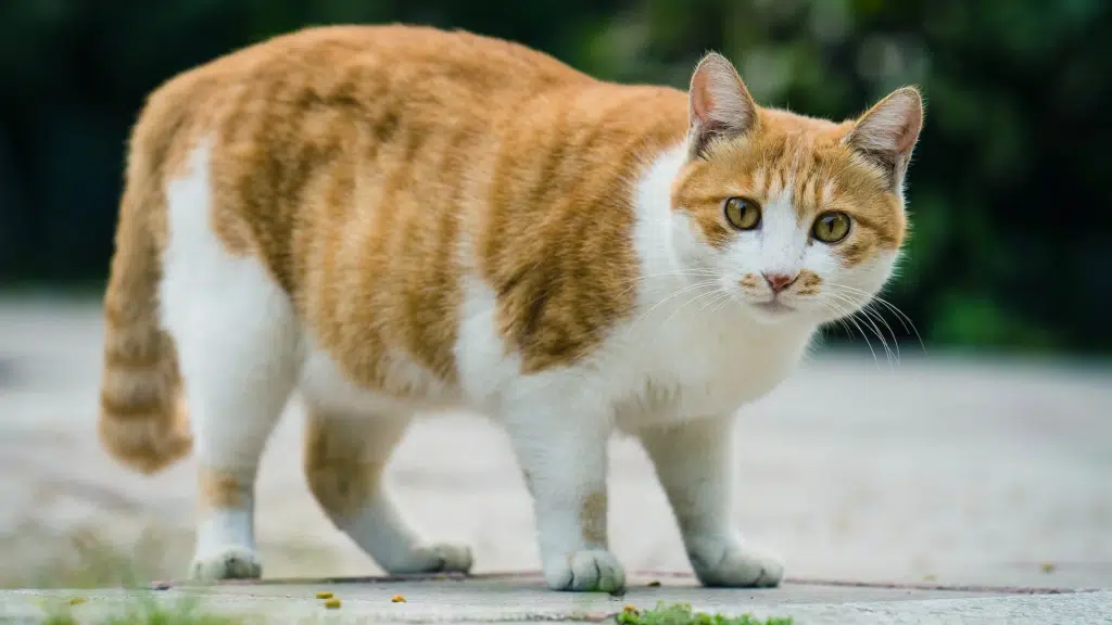 How to Help Your Cat Lose Weight the Healthy Way?