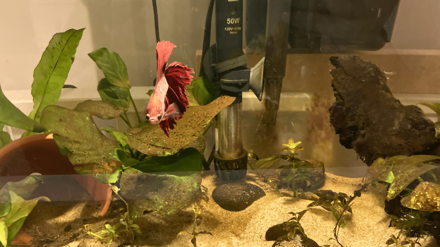 How to Prevent and Control Algae in a Fish Tank? - Gomine Official