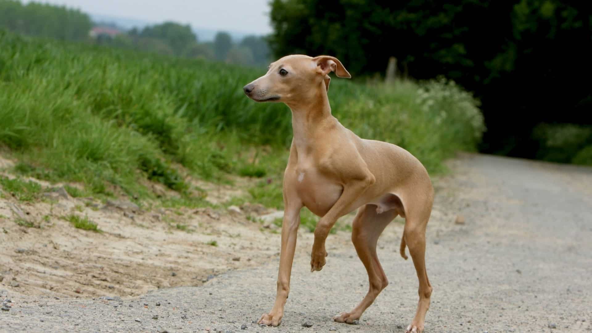 italian-greyhound
