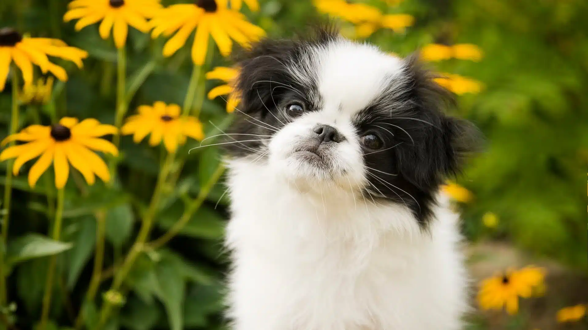 japanese-chin