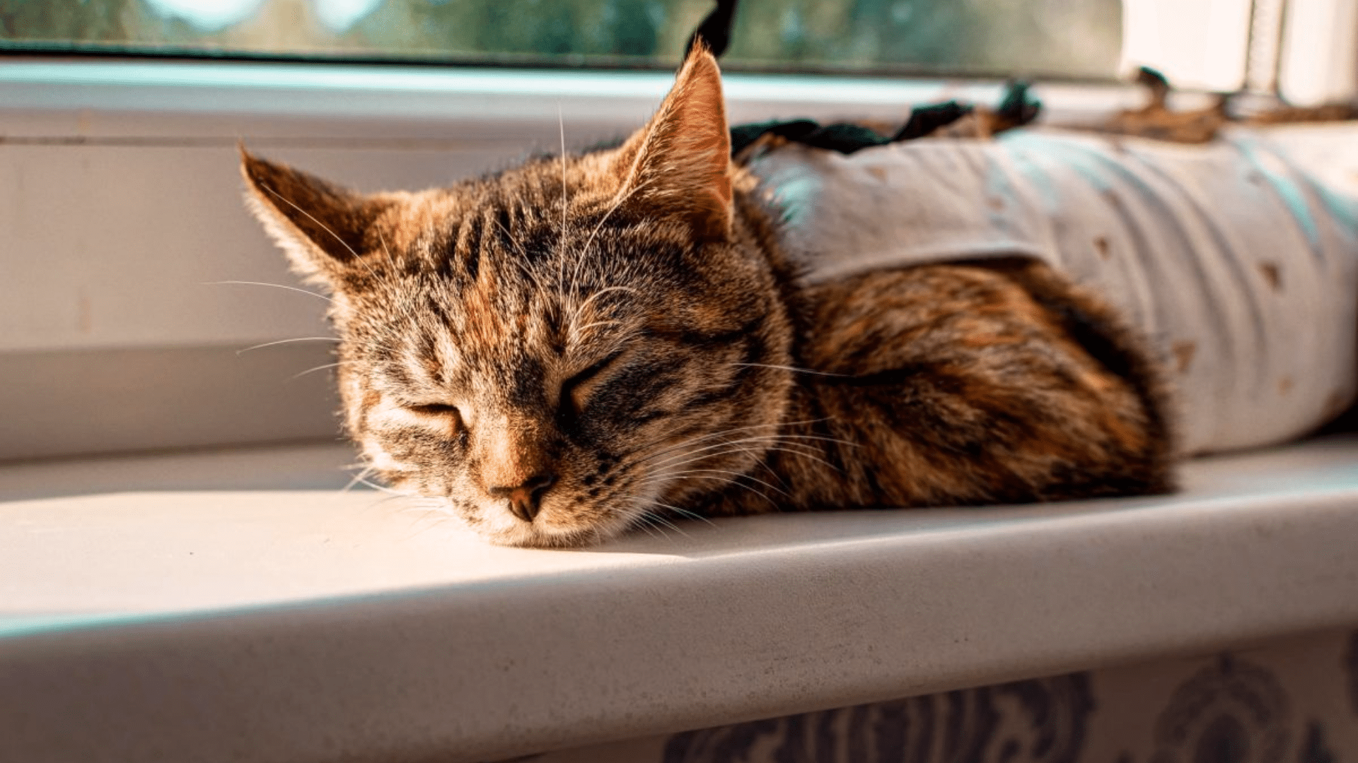 Kitten Spay Recovery 101: Timeline & Aftercare Tips